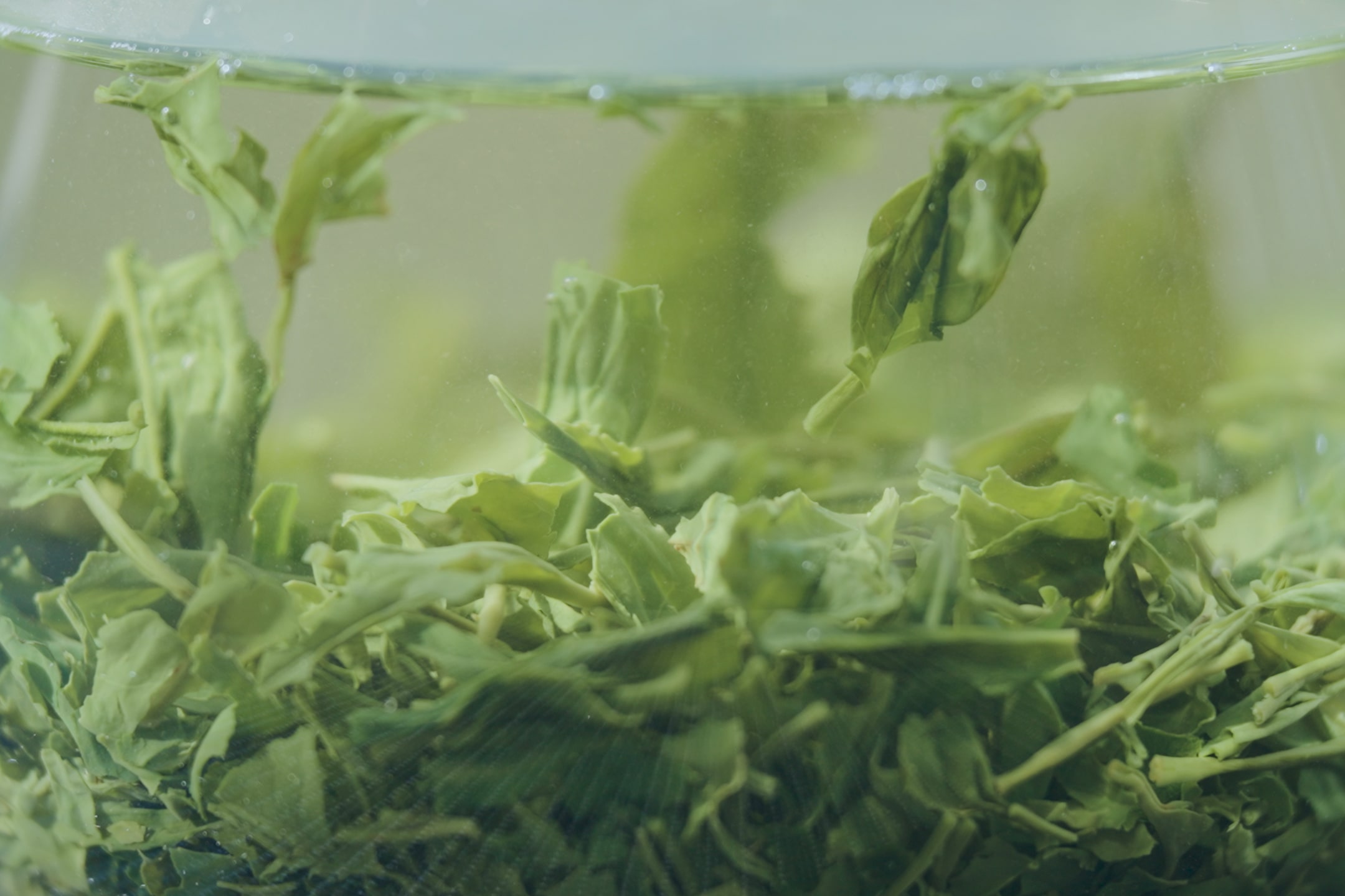 Tea leaves gently unfurling and floating in hot water