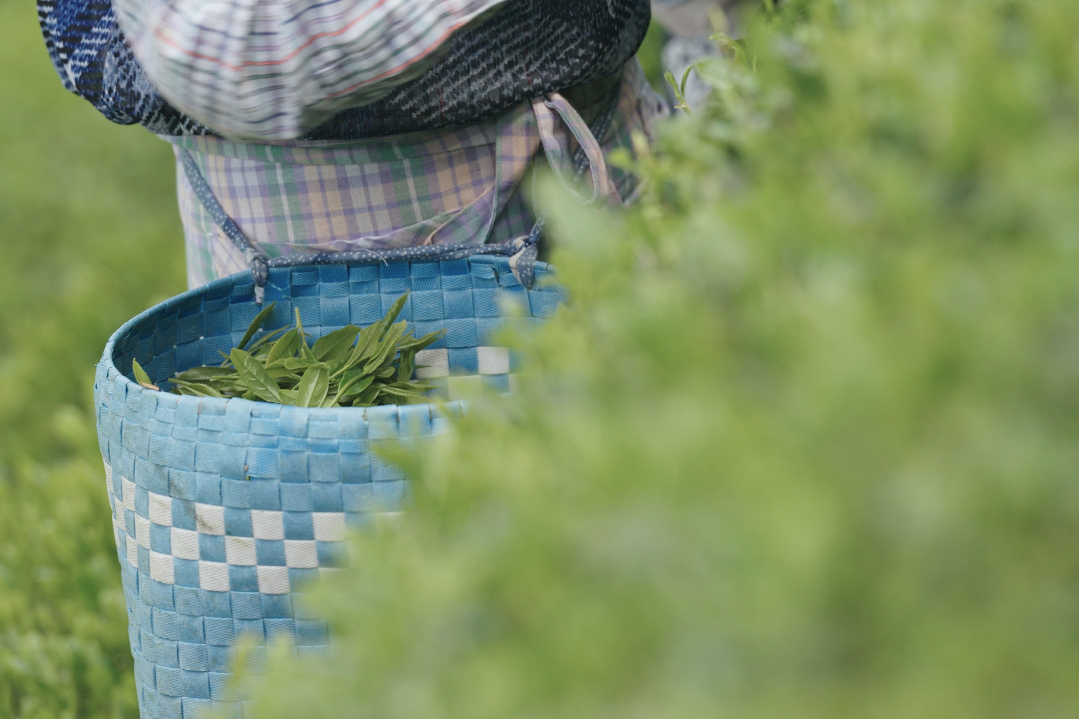 A skilled artisan harvesting tea leaves into a basket at their waist