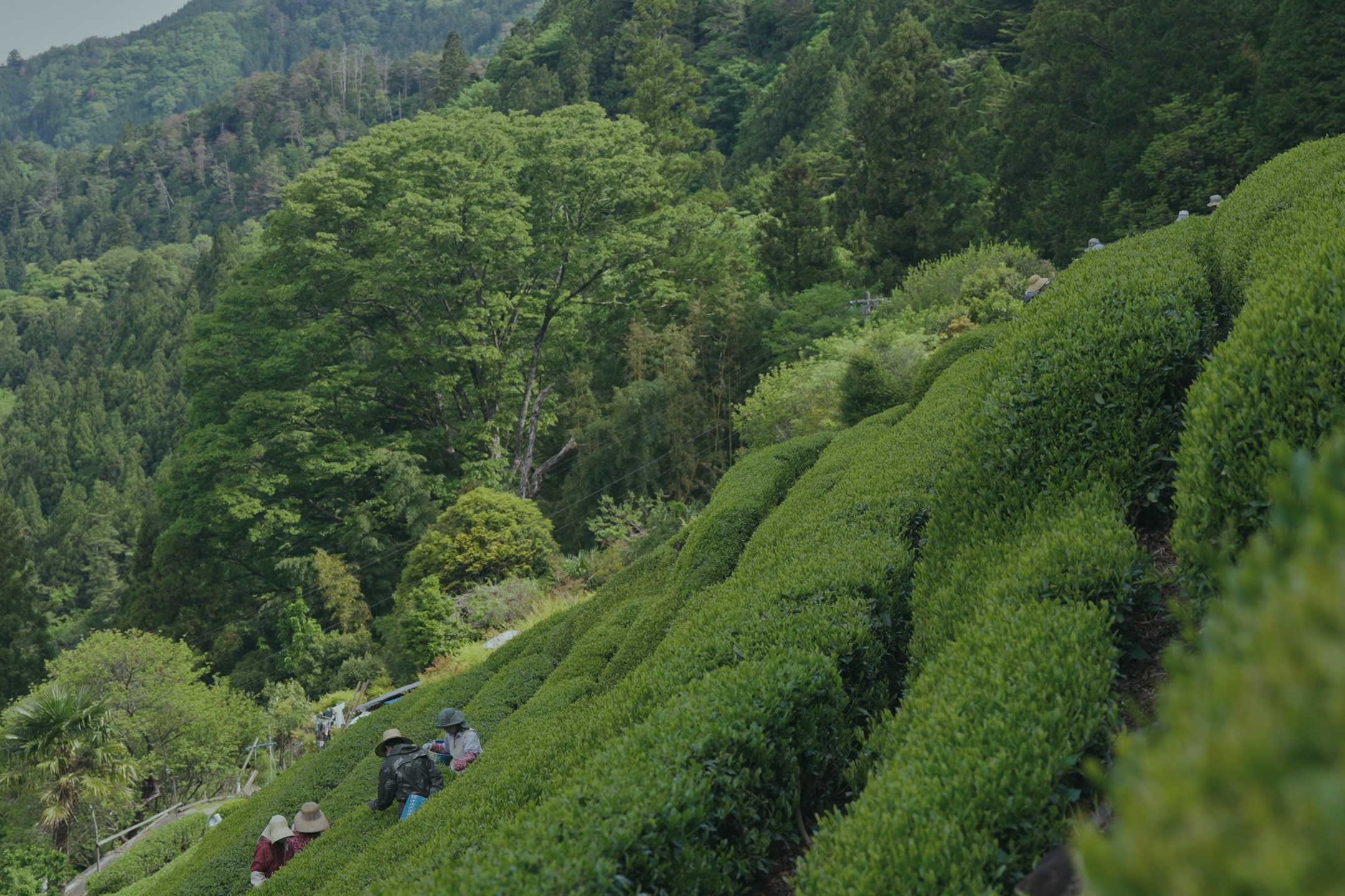 A steep slope in a tea field where artisans are harvesting tea leaves