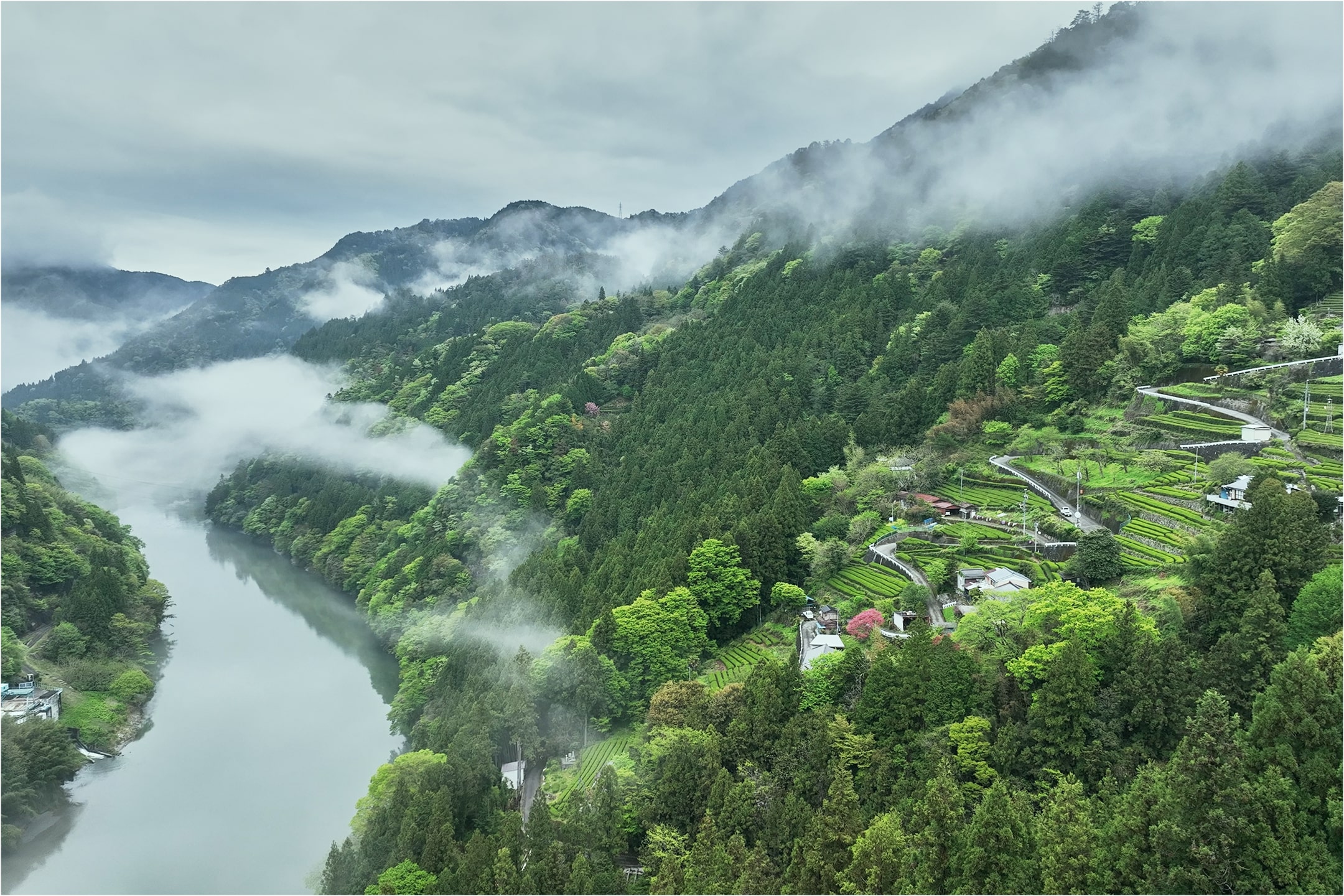 An aerial drone shot of tea fields in Tenryu Village and the Nakai Samurari
