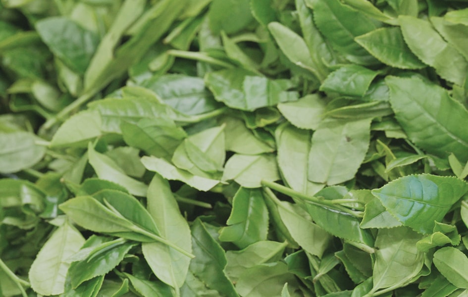 A photograph of tea leaves